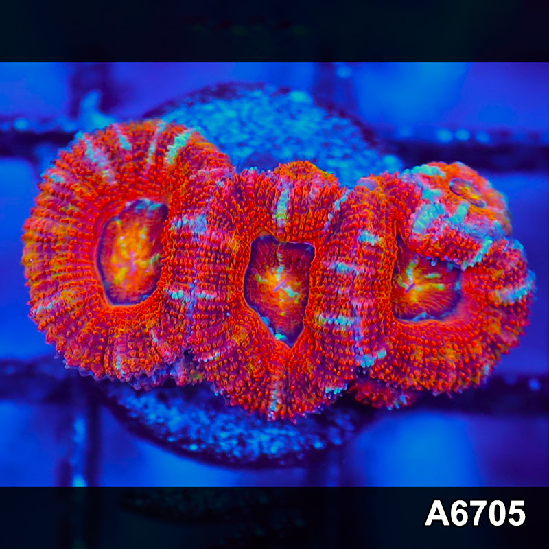 Item#A6705LW6705(S) WYSIWYG Aussie Ultra Acan Lord Frag