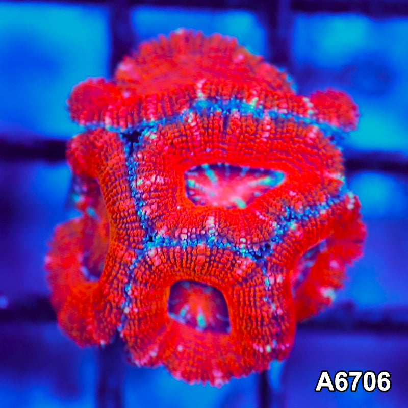 Item#A6706LW6706(S) WYSIWYG Aussie Ultra Acan Lord Frag