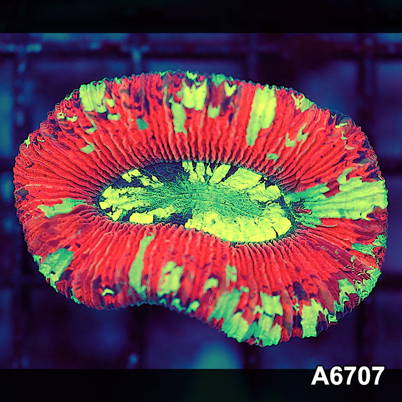 Item#A6707LW6707(S) WYSIWYG Aussie Ultra Trachyphyllia