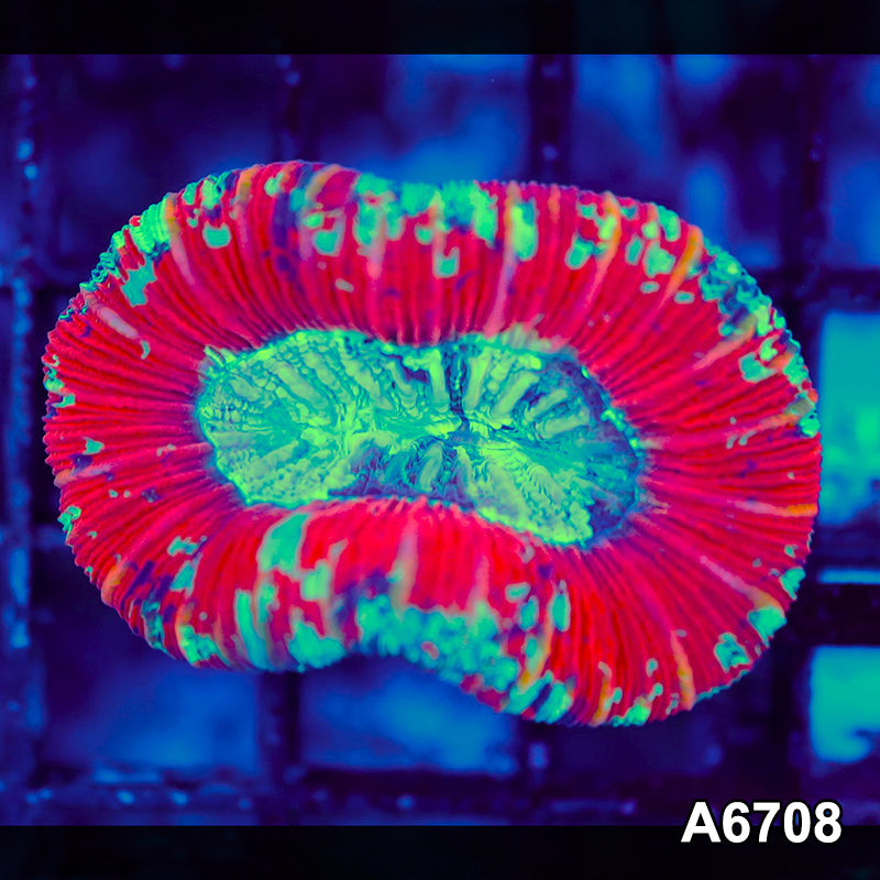 Item#A6708LW6708(S) WYSIWYG Aussie Ultra Trachyphyllia