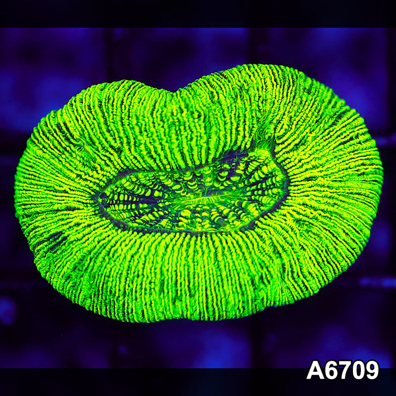 Item#A6709LW6709(S) WYSIWYG Aussie Ultra Trachyphyllia