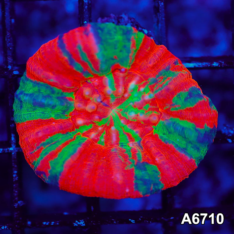 Item#A6710LW6710(S) WYSIWYG Aussie Ultra Unique Scolymia