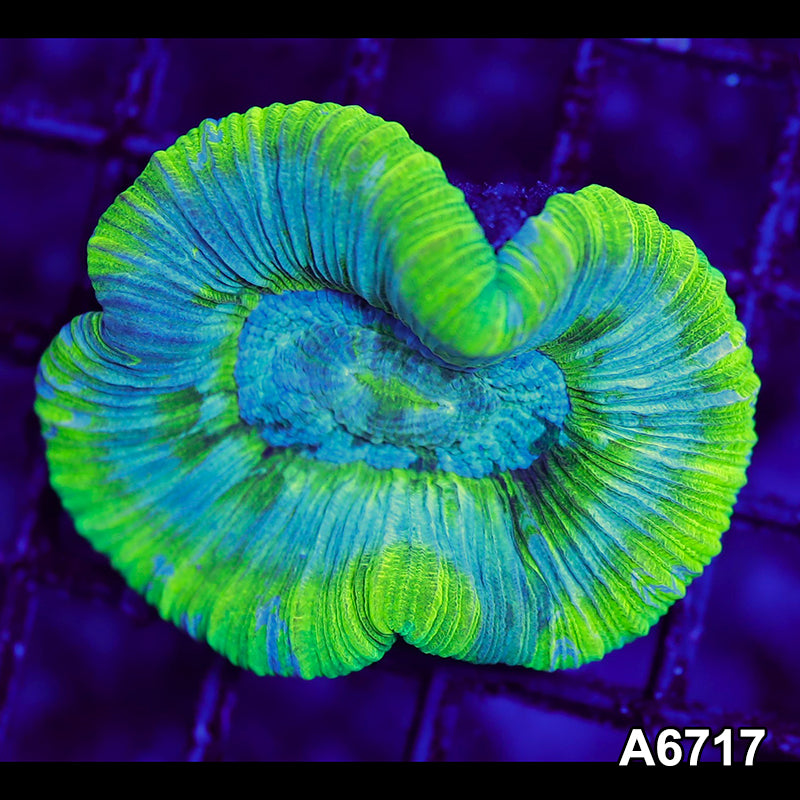 Item#A6717LW6717(M) WYSIWYG Aussie Ultra Unique Trachyphyllia