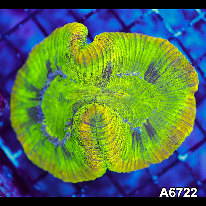 Item#A6722LW6722(M) WYSIWYG Aussie Ultra Unique Trachyphyllia