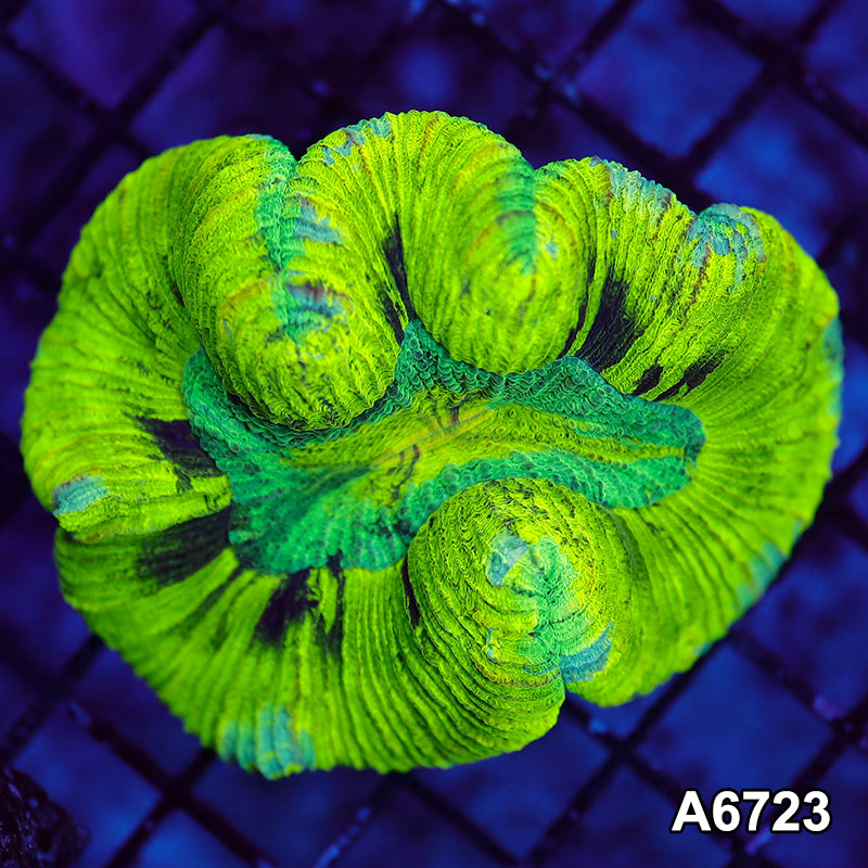 Item#A6723LW6723(M) WYSIWYG Aussie Ultra Unique Trachyphyllia