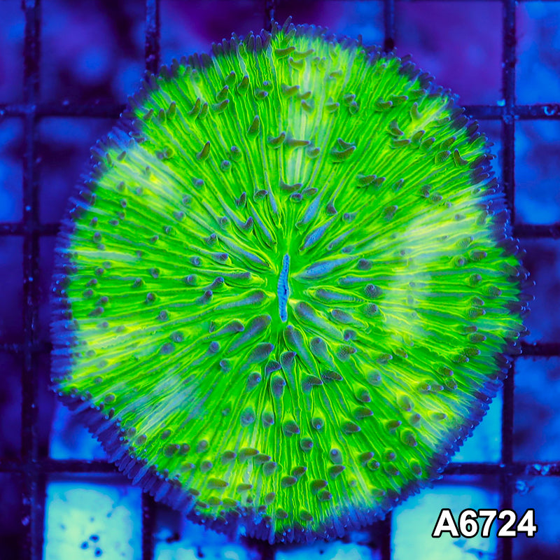 Item#A6724LW6724(M) WYSIWYG Australia Ultra Fungia