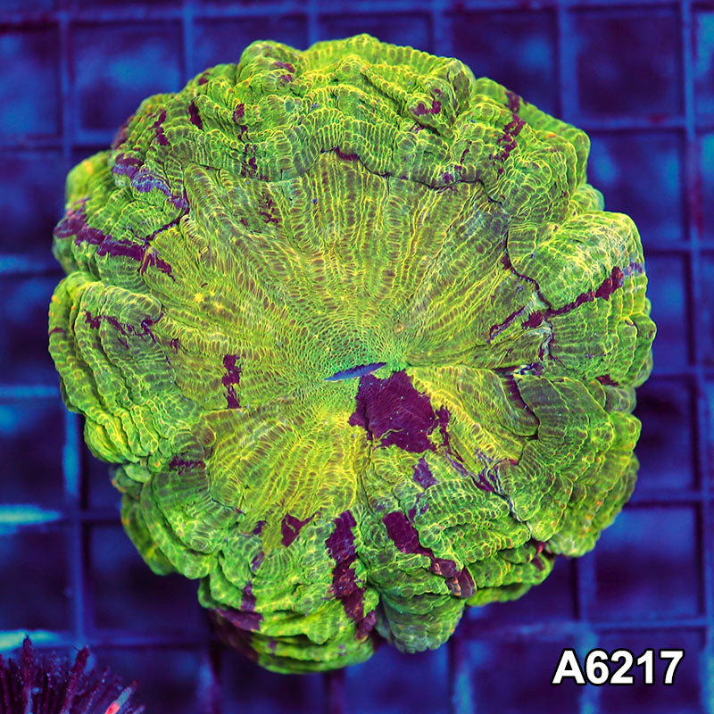 Item#A6217LW6217(M) WYSIWYG Indo Ultra Unique Acanthophyllia