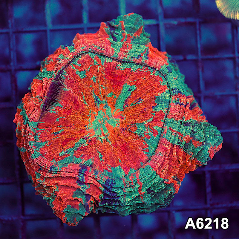 Item#A6218LW6218(M) WYSIWYG Indo Ultra Tiger Acanthophyllia
