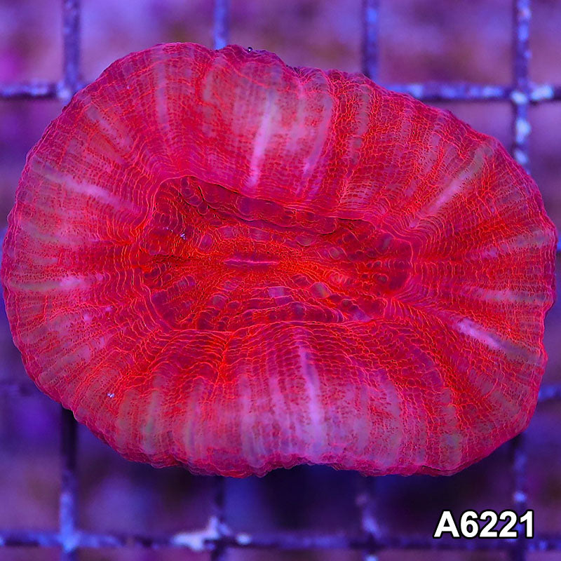 Item#A6221LW6221(M) WYSIWYG Aussie Ultra Scolymia