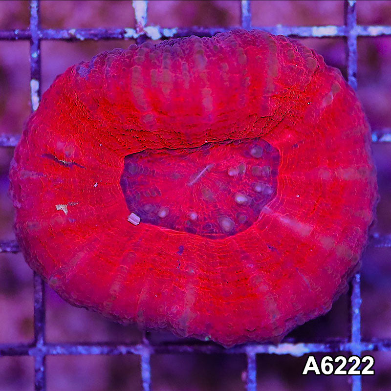 Item#A6222LW6222(M) WYSIWYG Aussie Ultra Scolymia