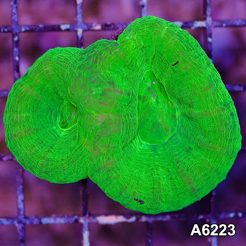 Item#A6223LW6223(M) WYSIWYG Aussie Ultra Unique Double Scolymia
