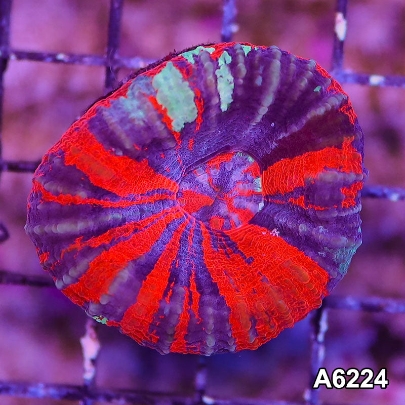 Item#A6224LW6224(M) WYSIWYG Aussie Ultra War Paint Scolymia