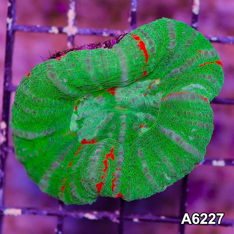 Item#A6227LW6227(M) WYSIWYG Aussie Ultra Unique Scolymia