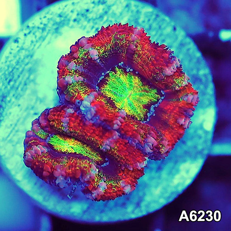 Item#A6230LW6230(S) WYSIWYG Aussie Rainbow Acan Lord Frag