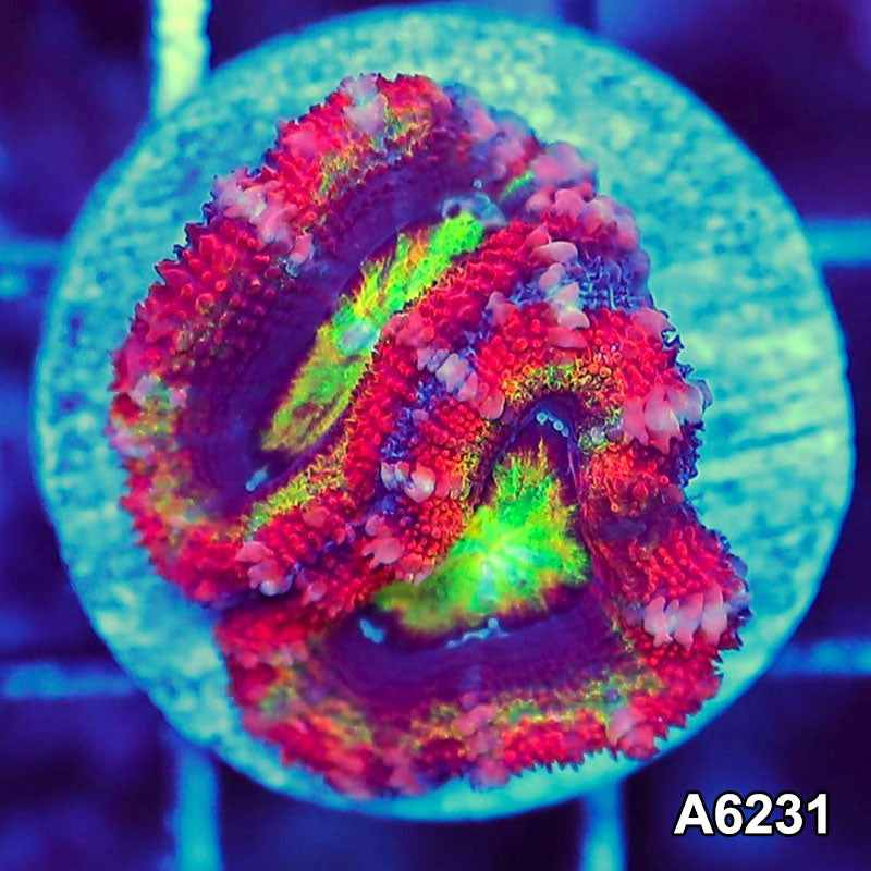 Item#A6231LW6231(S) WYSIWYG Aussie Rainbow Acan Lord Frag
