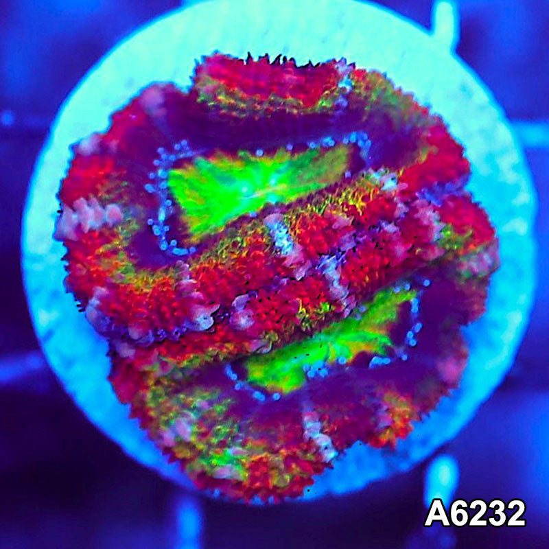 Item#A6232LW6232(S) WYSIWYG Aussie Rainbow Acan Lord Frag
