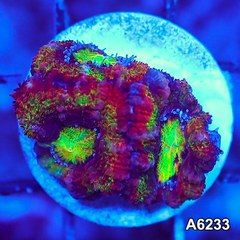 Item#A6233LW6233(S) WYSIWYG Aussie Rainbow Acan Lord Frag