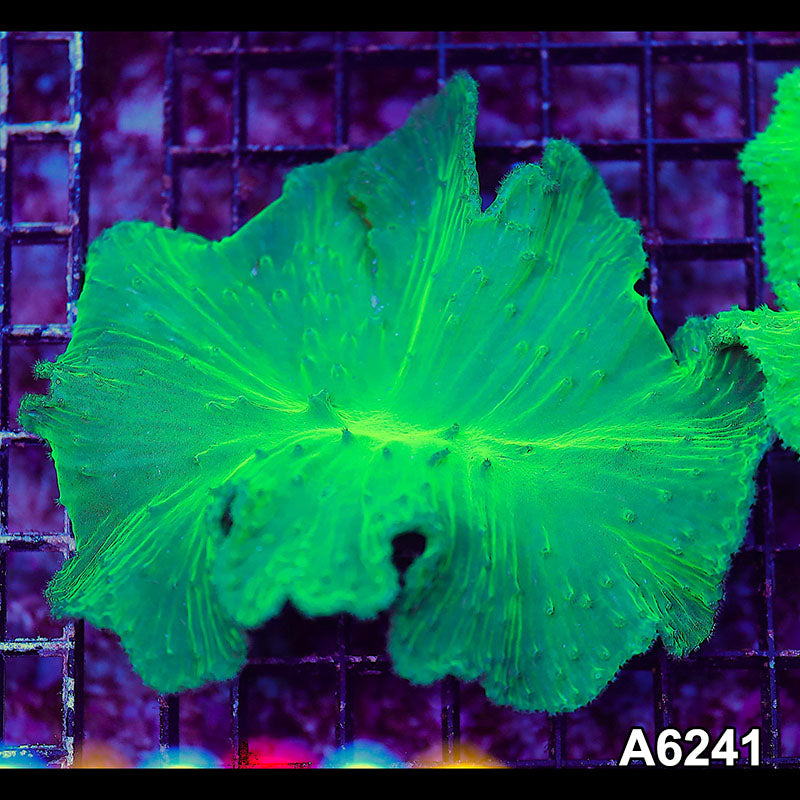 Item#A6241LW6241(M) WYSIWYG Vietnam Ultra Cabbage Coral