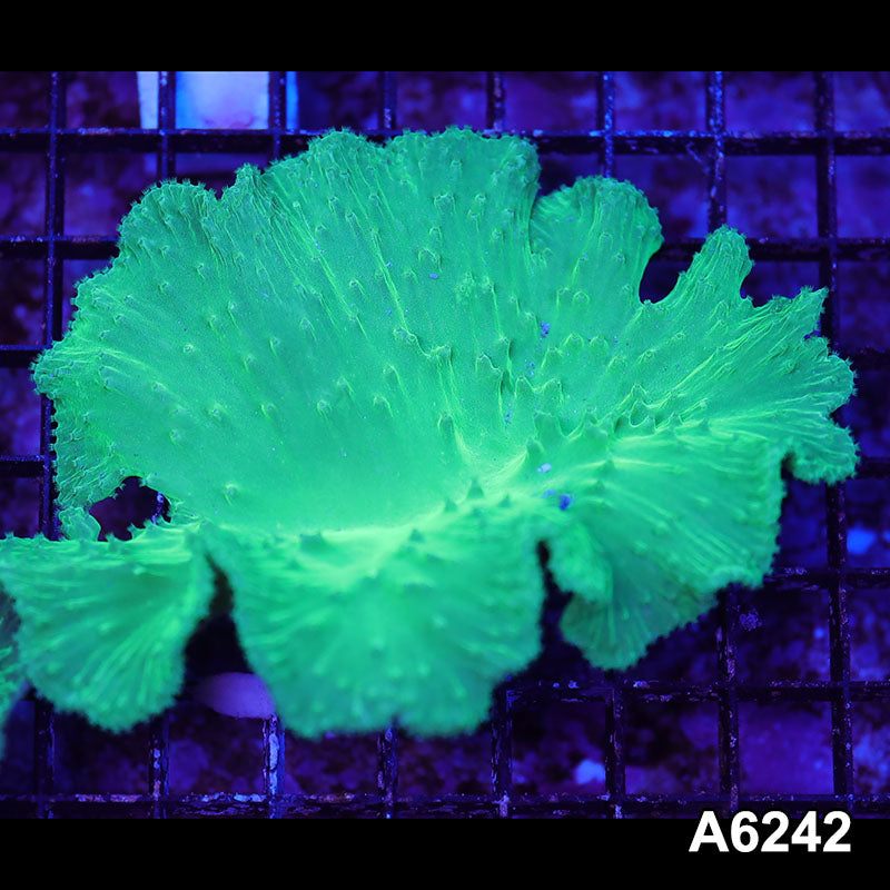 Item#A6242LW6242(M) WYSIWYG Vietnam Ultra Cabbage Coral