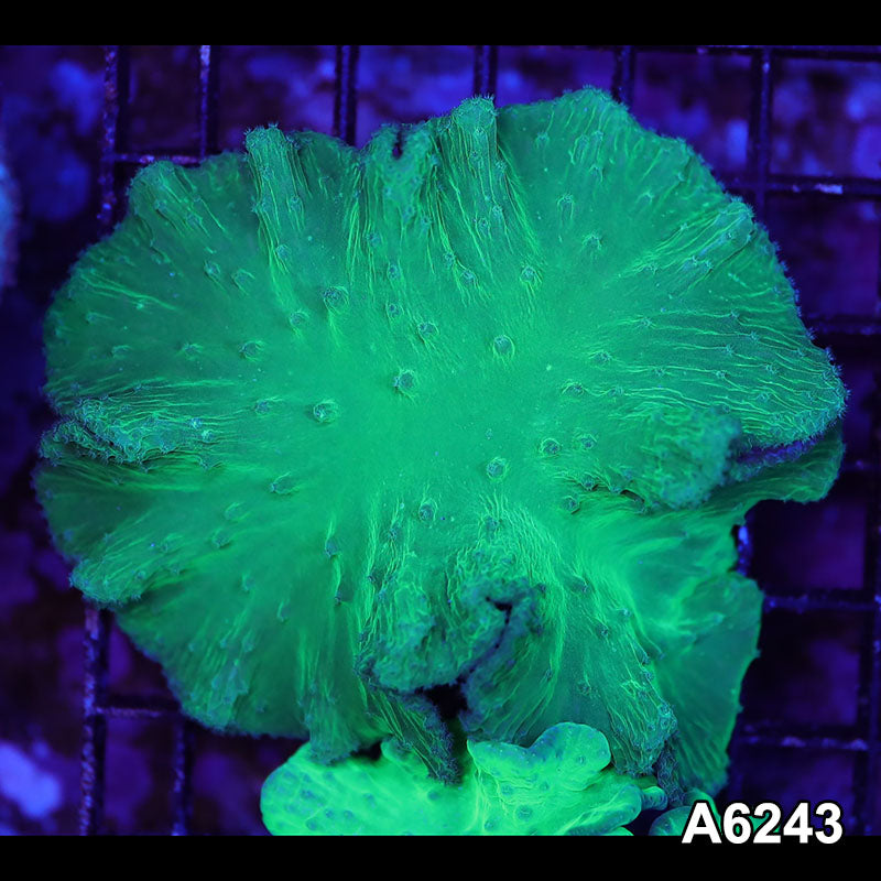Item#A6243LW6243(M) WYSIWYG Vietnam Ultra Cabbage Coral