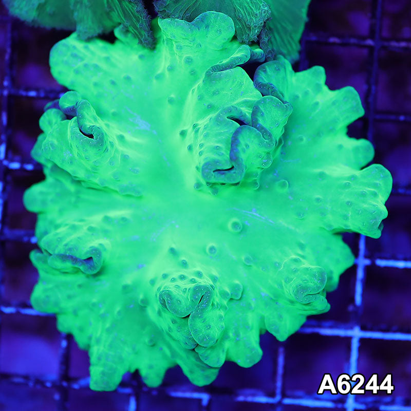 Item#A6244LW6244(M) WYSIWYG Vietnam Ultra Cabbage Coral