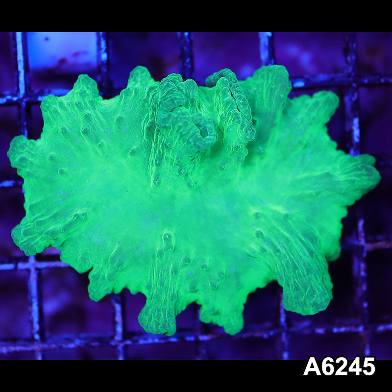 Item#A6245LW6245(M) WYSIWYG Vietnam Ultra Cabbage Coral