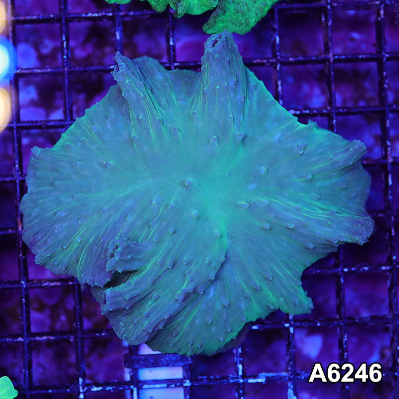 Item#A6246LW6246(M) WYSIWYG Vietnam Ultra Cabbage Coral