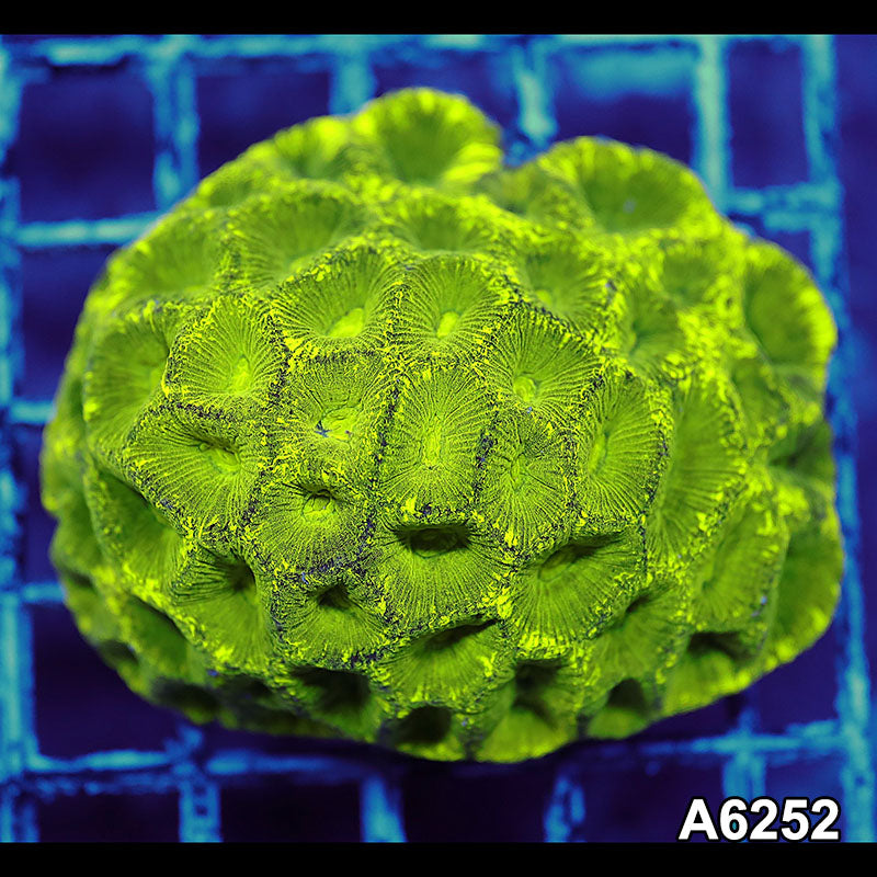 Item#A6252IN6252(M) WYSIWYG Aussie Ultra Neon Goniastrea Colony
