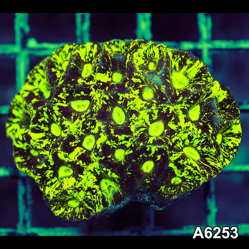 Item#A6253IN6253(S) WYSIWYG Aussie Ultra Neon Goniastrea Colony