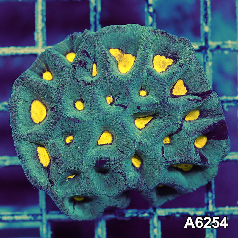Item#A6254IN6254(S) WYSIWYG Aussie Ultra Goniastrea Colony