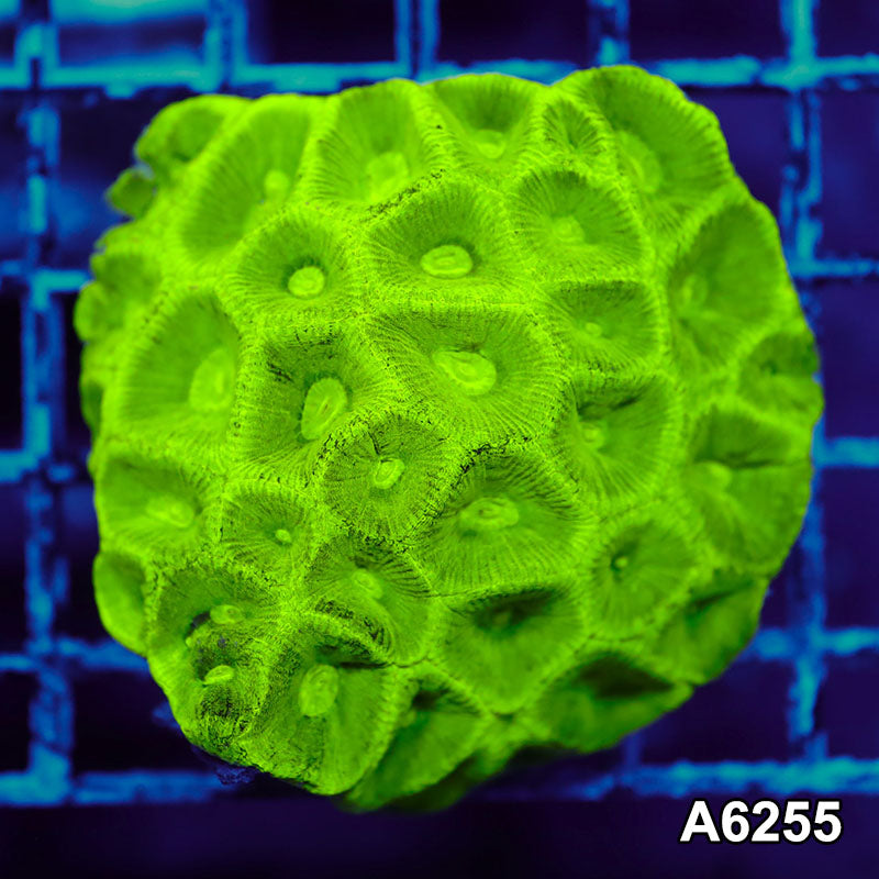 Item#A6255IN6255(M) WYSIWYG Aussie Ultra Neon Goniastrea Colony