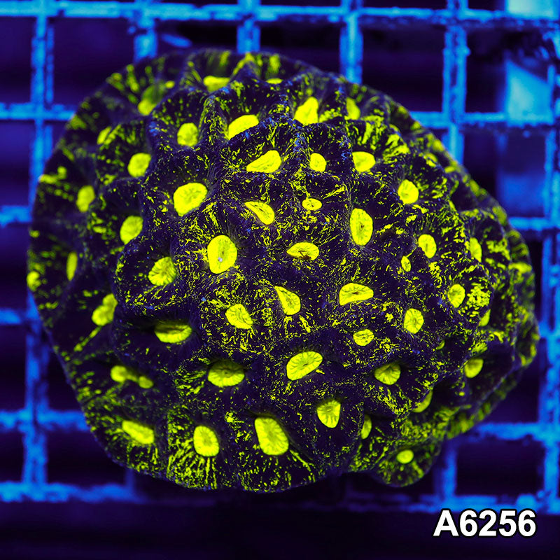 Item#A6256IN6256(M) WYSIWYG Aussie Ultra Neon Goniastrea Colony