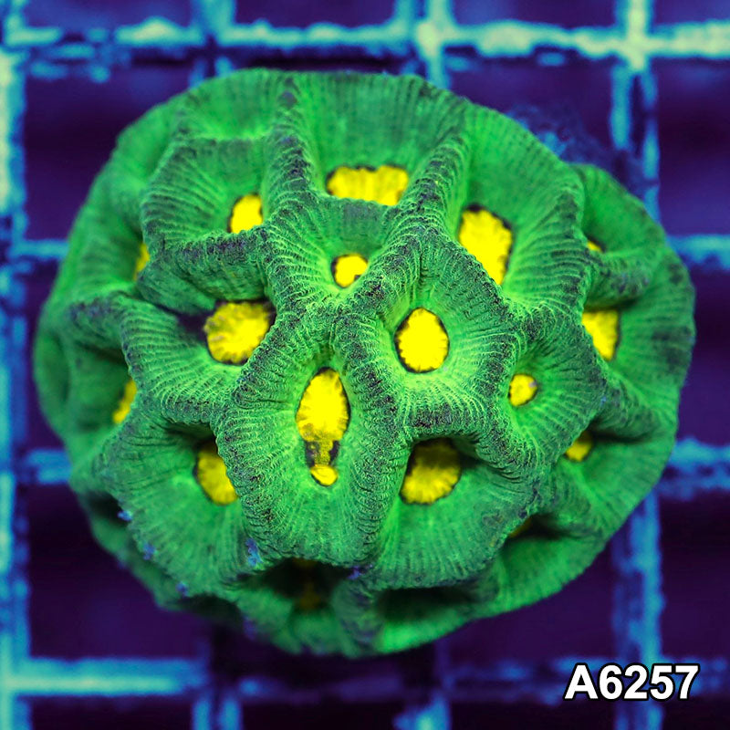 Item#A6257IN6257(S) WYSIWYG Aussie Ultra Goniastrea Colony