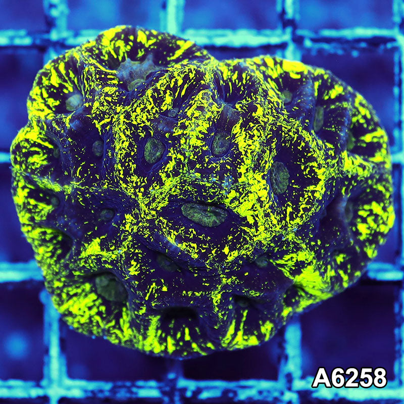 Item#A6258IN6258(S) WYSIWYG Aussie Ultra Neon Goniastrea Colony