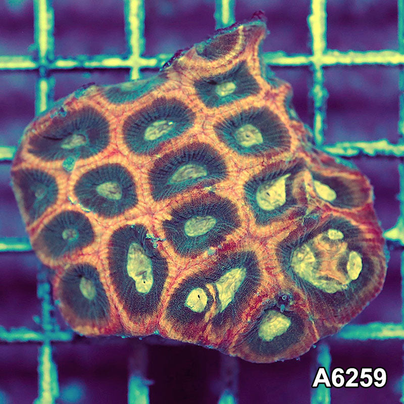Item#A6259IN6259(S) WYSIWYG Aussie Ultra Unique Reverse Prism Favia Mini Colony