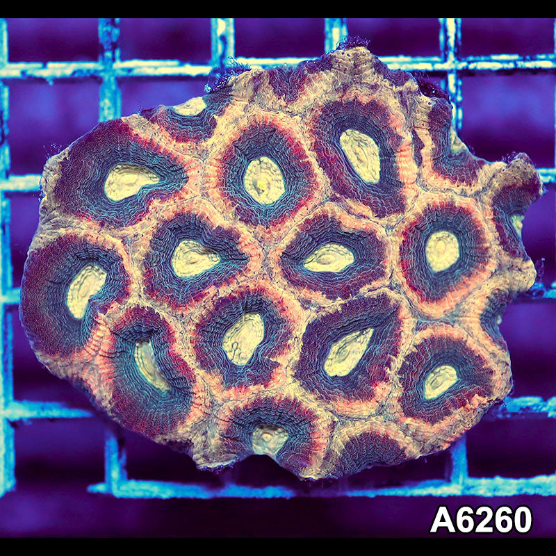 Item#A6260IN6260(S) WYSIWYG Aussie Ultra Unique Reverse Prism Favia Mini Colony