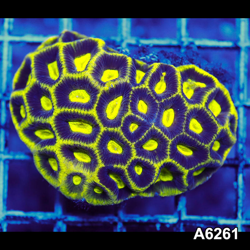 Item#A6261IN6261(M) WYSIWYG Aussie Ultra Unique Prism Favia Mini Colony