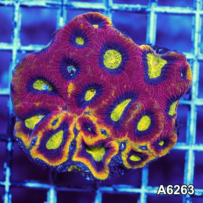 Item#A6263IN6263(S) WYSIWYG Aussie Ultra Dragon Soul Prism Favia Mini Colony