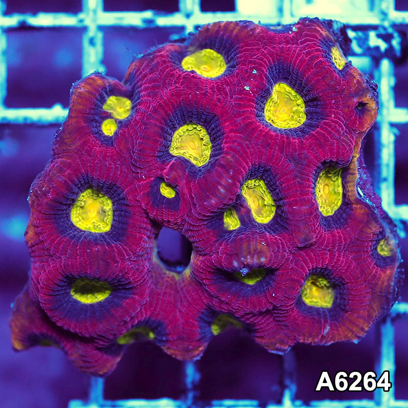 Item#A6264IN6264(S) WYSIWYG Aussie Ultra Dragon Soul Prism Favia Mini Colony