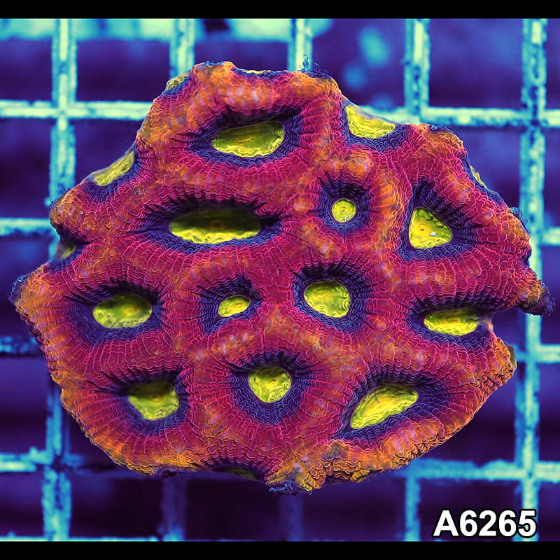 Item#A6265IN6265(S) WYSIWYG Aussie Ultra Dragon Soul Prism Favia Mini Colony