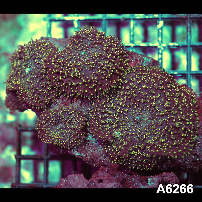 Item#A6266IN6266(M) WYSIWYG Vietnam Ultra Tip Hairy Mushroom Colony