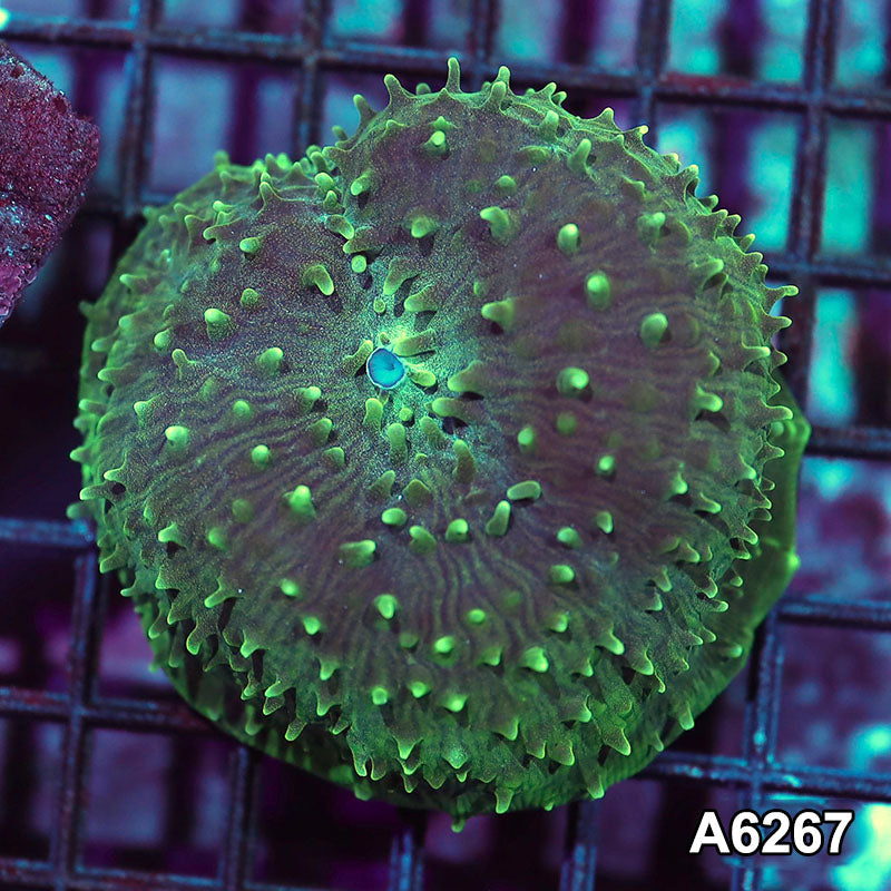 Item#A6267IN6267(M) WYSIWYG Vietnam Cup Coral Mushroom