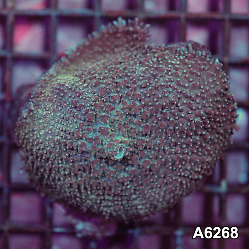 Item#A6268IN6268(L) WYSIWYG Vietnam Ultra Large Single Polyp Rhodactis Mushroom