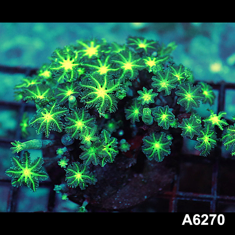 Item#A6270IN6270(M) WYSIWYG Indo Ultra Neon Clove Colony