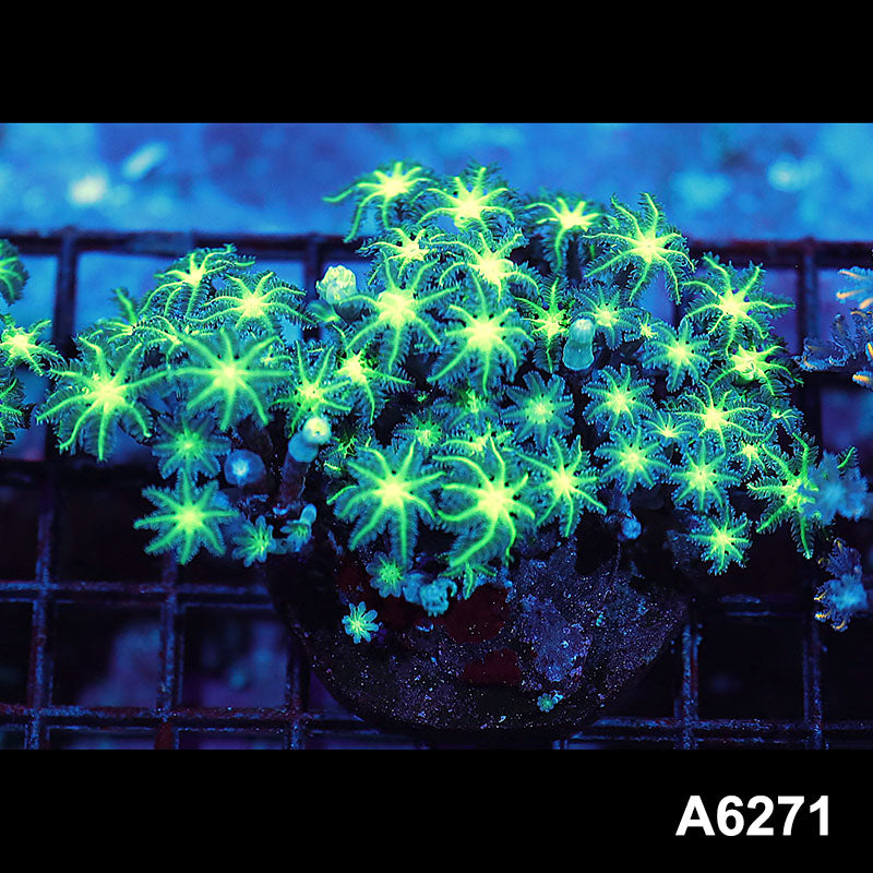 Item#A6271IN6271(M) WYSIWYG Indo Ultra Neon Clove Colony