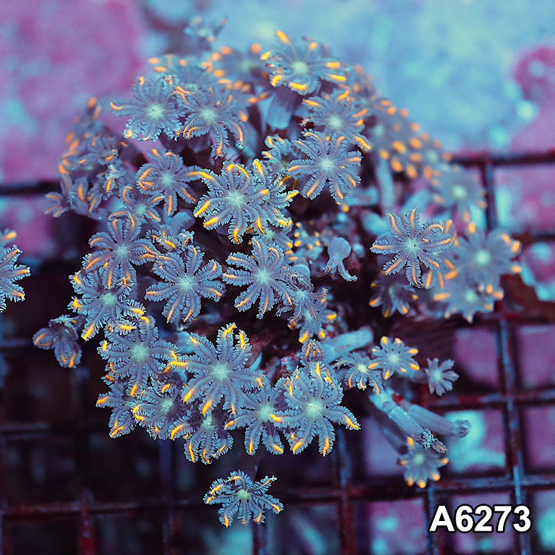 Item#A6273IN6273(M) WYSIWYG Indo Ultra Tip Clove Colony