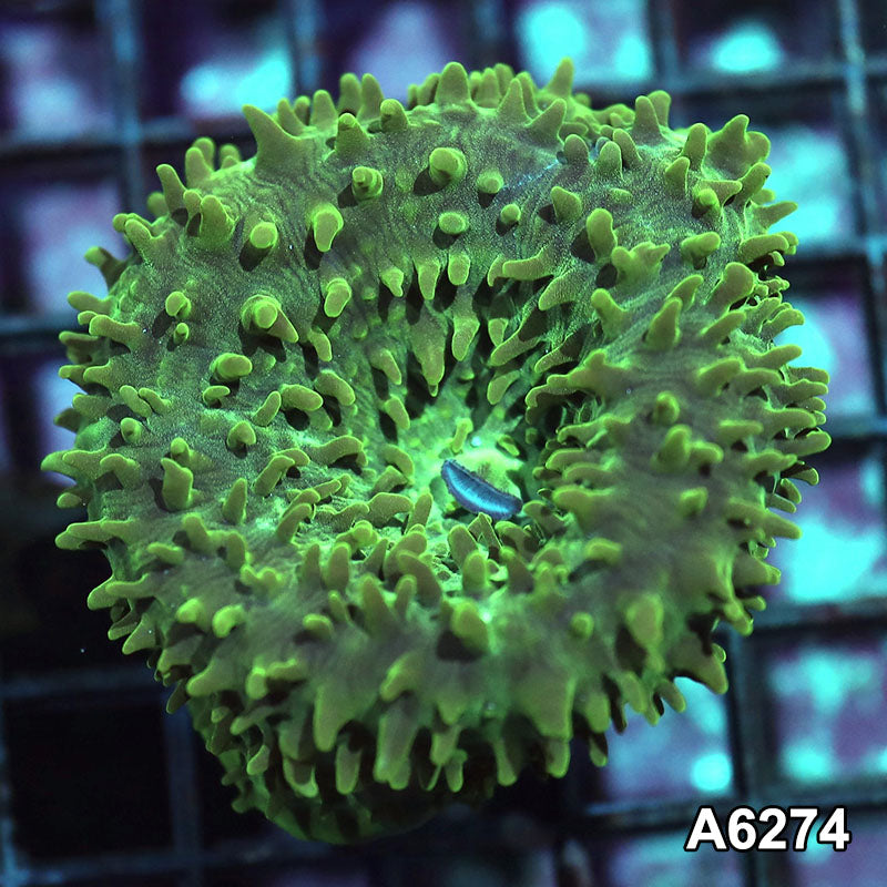 Item#A6274IN6274(S) WYSIWYG Vietnam Vietnam Cup Coral Mushroom