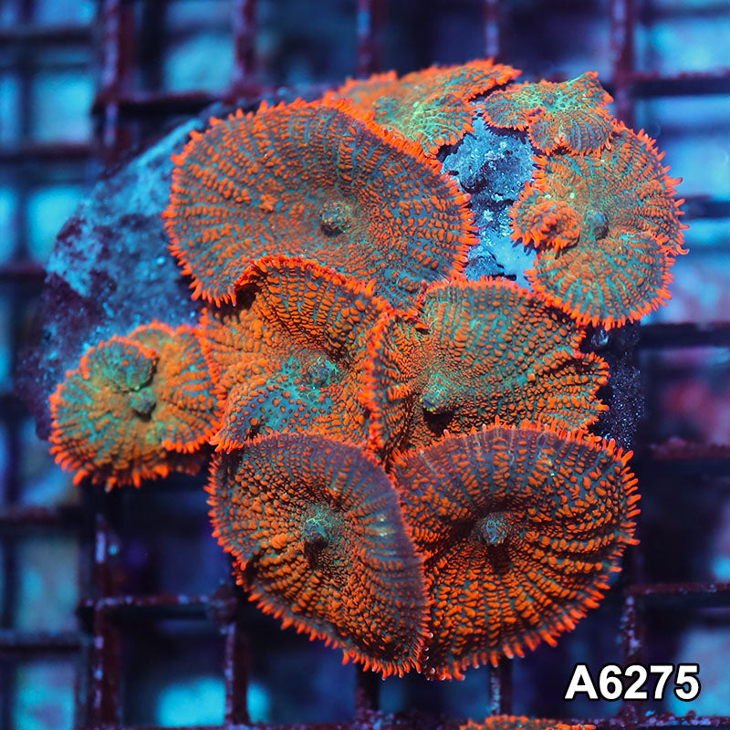 Item#A6275IN6275(M) WYSIWYG Vietnam Ultra Orange Rhodactis Mushroom Colony