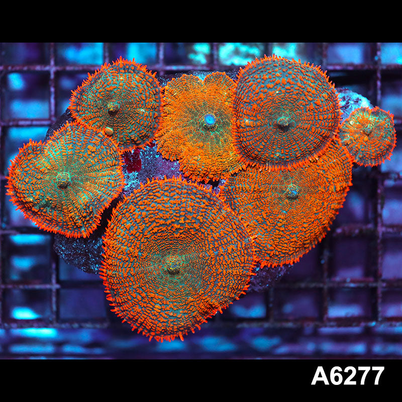 Item#A6277IN6277(M) WYSIWYG Vietnam Ultra Orange Rhodactis Mushroom Colony