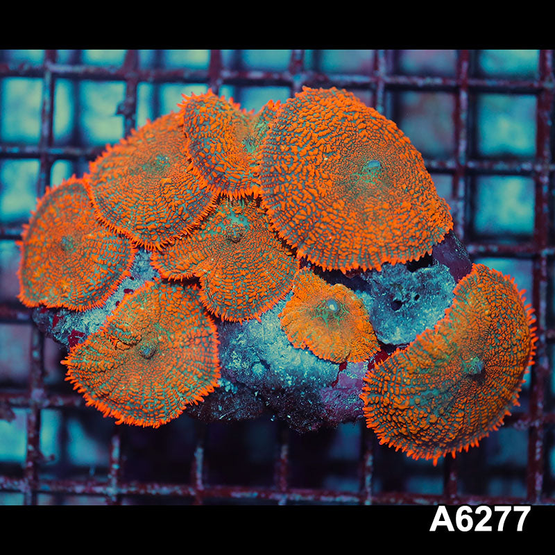 Item#A6278IN6278(M) WYSIWYG Vietnam Ultra Orange Rhodactis Mushroom Colony